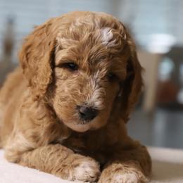 Atlas - Apricot male Goldendoodle puppy in Macclenny, Florida from Baker County Goldendoodles