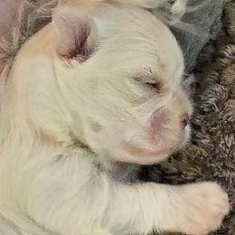 Max - White male Maltese puppy in Greenville, North Carolina from Amanda's Sugar Sweet Puppies