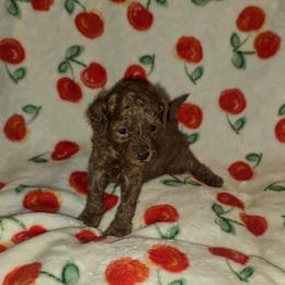 Hannah - Red female Cavapoo puppy in Dewey, Oklahoma from Lebel Cavapoos