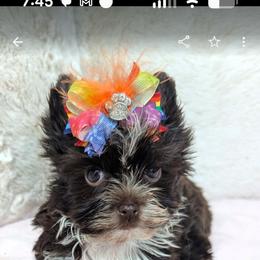 Pixie - Liver female Yorkshire Terrier puppy in Gaylesville, Alabama from Sweet Alabama Yorkies