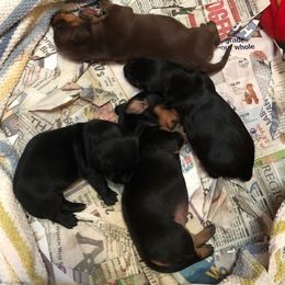 Dachshund Puppies from Doxie Acres