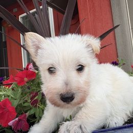 Rose (red) - Wheaten male Scottish Terrier puppy in Chattanooga, Oklahoma from Lottie Dottie Scottie’s and Papillons
