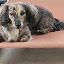 "Paisley, blk/cream dapple/brindle." Dachshund Puppies from BleuBayou Dachshunds