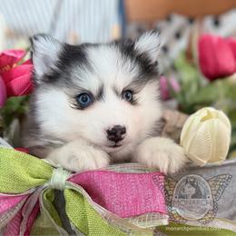 Jasper - Silver and white male Pomsky puppy in Greeley, Colorado from Monarch Pomskies | Northern Colorado