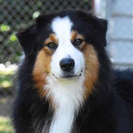Cobra - Australian Shepherd