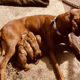Boy 3 - male Vizsla puppy in Tracy, Minnesota from SkoglundFarm Vizslas