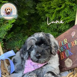 Luna - Merle female Goldendoodle puppy in Waterford, Michigan from Oh My Doodness!