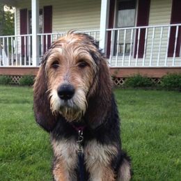 Otterhound All Grown Up from WrightWay Otterhounds