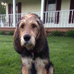 Otterhound All Grown Up from WrightWay Otterhounds