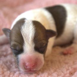 Ember - Tan and white female Jack Russell Terrier puppy in Menifee, California from Wendover Terriers