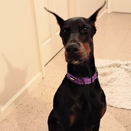 Doberman Pinscher puppies from Aiba Doberman's