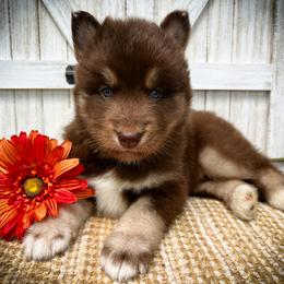 Max - Red and white male Siberian Husky puppy in Union Grove, Alabama from Southern Siberian Life