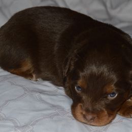 Oakley - Red merle Miniature Australian Shepherd puppy in Post Falls, Idaho from Puppy Love Inland Northwest