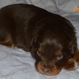 Oakley - Red merle Miniature Australian Shepherd puppy in Post Falls, Idaho from Puppy Love Inland Northwest