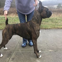 Tatum - Boxer