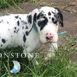 Great Danes from Moonstone Danes