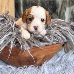 Rosie - Blenheim female Cavapoo puppy in Natural Bridge, Virginia from Padgetts Hill Puppies