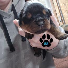 Pink - Black and mahogany female Rottweiler puppy in Tangent, Oregon from Raya's Royals