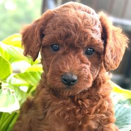 Simon - Red  male Poodle puppy in Milton Freewater, Oregon from Blue Mountain Poodles