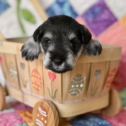 Miniature Schnauzer Puppies from MoonShadows Miniature Schnauzers