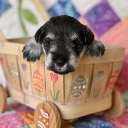 Miniature Schnauzer Puppies from MoonShadows Miniature Schnauzers
