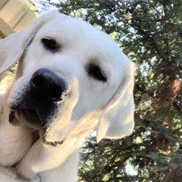 Labrador Retriever All Grown Up from Chateau St. John