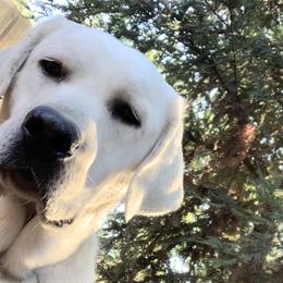 Labrador Retriever All Grown Up from Chateau St. John