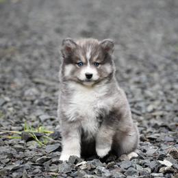 Slate - Blue male Pomsky puppy in Coos Bay, Oregon from Ocean View Pomskies