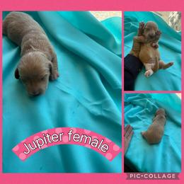 Jupiter - Cream female Dachshund puppy in Elko, Nevada from Willow Creek Acres Dachshunds