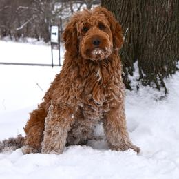 Romeo - Goldendoodle