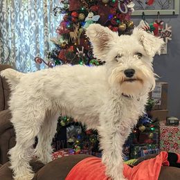 Puff - Miniature Schnauzer