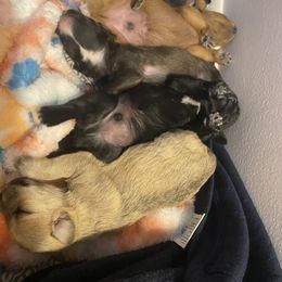 Schnoodle Puppies from Noodle Tings Puppies