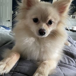 Pepper - Pomeranian