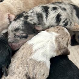 Aussiedoodles and Australian Shepherds from Dutch’s Doodles