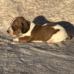 Grizzly - Piebald male Dachshund puppy in Elfrida, Arizona from Brooke Brumley