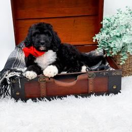 Fonzie - Black and white male Bernedoodle puppy in North Carolina from NC Doodle Puppies