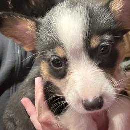 Blitzen - Black and tan female Pembroke Welsh Corgi puppy in Orangevale, California from Corgis of the Heart