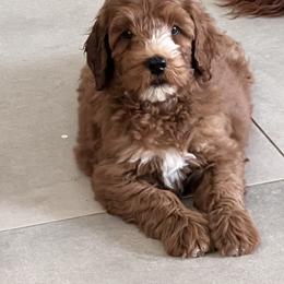Red - Red male Australian Labradoodle puppy in Tucson, Arizona from Cherry Valley Labradoodles