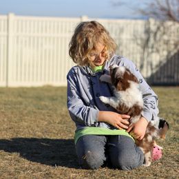 Australian Shepherd, Miniature American Shepherd, Miniature Australian Shepherd, and Toy Australian Shepherd Puppies from Painted Blue Aussies