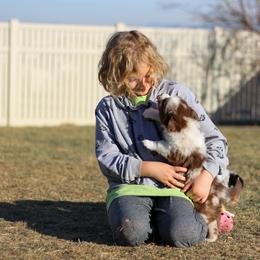 Australian Shepherd, Miniature American Shepherd, Miniature Australian Shepherd, and Toy Australian Shepherd Puppies from Painted Blue Aussies