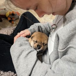 Shiba Inu Puppies from Takikawa Shiba Inus