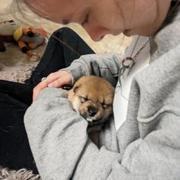 Shiba Inu Puppies from Takikawa Shiba Inus