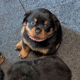 Girl 1 - Black and mahogany female Rottweiler puppy in Whitney, Texas from Prairie Valley Rottweilers