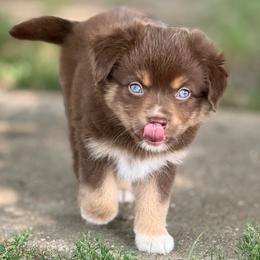 Carrot - Red tri female Miniature Australian Shepherd puppy in Mc Lean, Illinois from Kickapoo Creek Toy & Mini Aussies