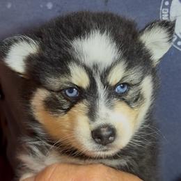 Daphne - Black and white female Pomsky puppy in Spring Hill, Florida from PDQ Pomskies