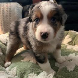 Kristoff - Blue merle male Australian Shepherd puppy in Hemet, California from Perfect Companion Aussie's