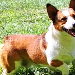 Boots - Pembroke Welsh Corgi