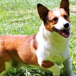 Boots - Pembroke Welsh Corgi