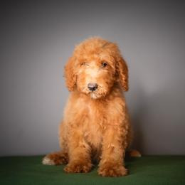 Orange - Red male Bernedoodle puppy in Caldwell, Idaho from Boise Doodle Co.