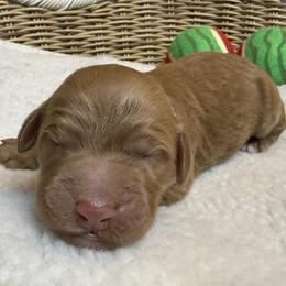 Girl 4 - female Goldendoodle puppy in Clermont, Florida from Da Ruba Doodles